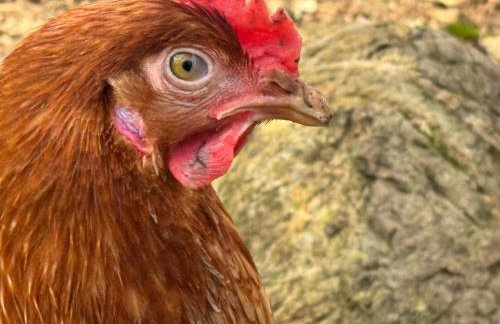 Historic Farmhouse Casa Del Chiodo - Foto 6