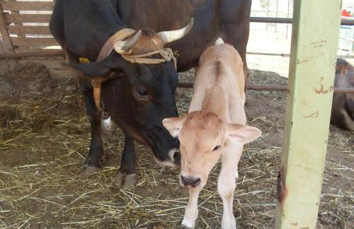 Raffinatissimo Casale in villa storica salentina - Foto 23