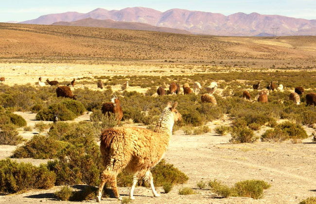 Excursión a las Salinas Grandes y Travesía a las Nubes - Foto 3