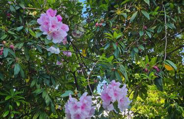 Mid of Nature ' Bella Vista Lago Maggiore charmant mit traumhaften Seeblick, Terrasse und großen Garten - Foto 18