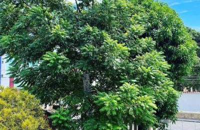 Casa do Tio Patricio - Photo 5