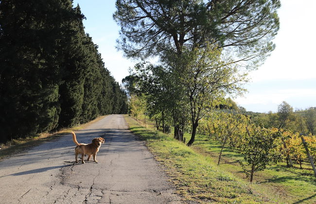 Agriturismo Campanacci - Foto 25
