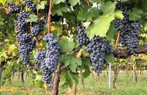 Agriturismo Podere Prasiano - Photo 15