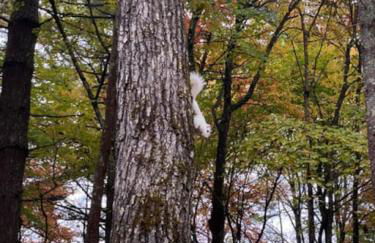 Blue Ridge Hideaway at Lake Toxaway with Hot Tub - Foto 6