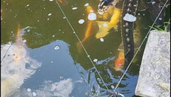 Beautiful Self Contained Cottages in Westbury - Foto 2