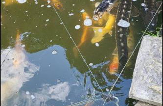 Beautiful Self Contained Cottages in Westbury - Foto 2