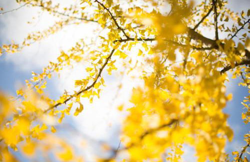 Ferienhaus "Sonne im Grünen" - Foto 20