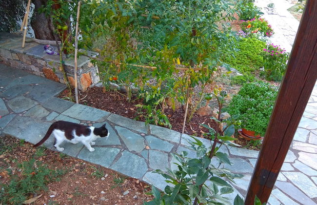 Flower Houses - Foto 29