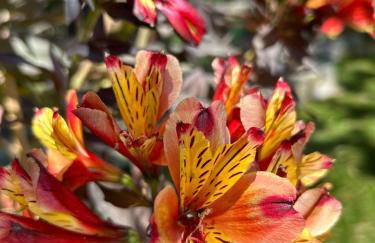 Les Lodges de Saint-Cassien 3 - Foto 30