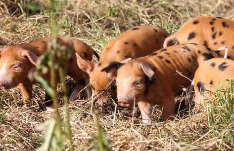 Bastle Retreats Farm Cottage - Foto 23