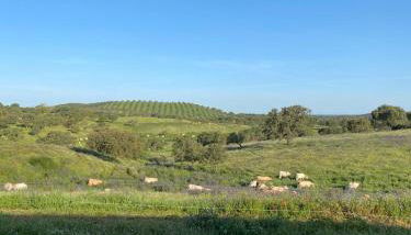 Country House and Estate - Herdade da Azinheira - Foto 4