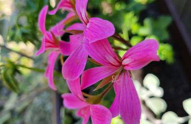 Apartments Luka - Foto 28