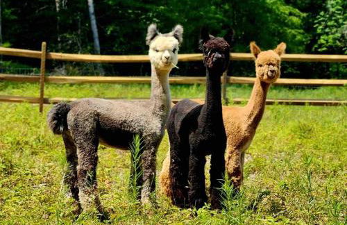 LaValleyEstates - Foto 55