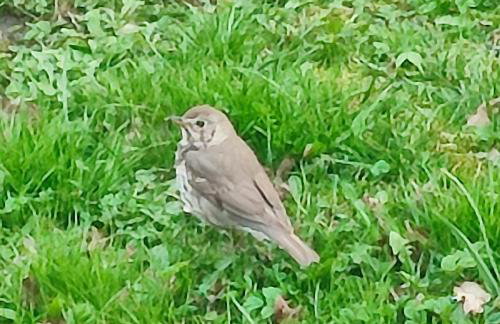 Domek na Skarpie nr 1 Łutynowo gmina Olsztynek - Foto 32