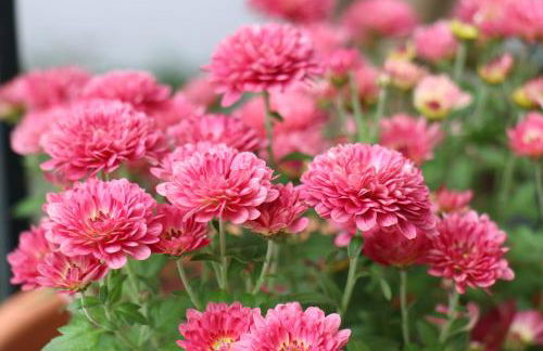 casa de sintra - Foto 21