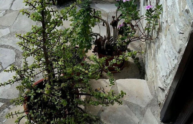 Romios Holiday Apartments - Photo 71