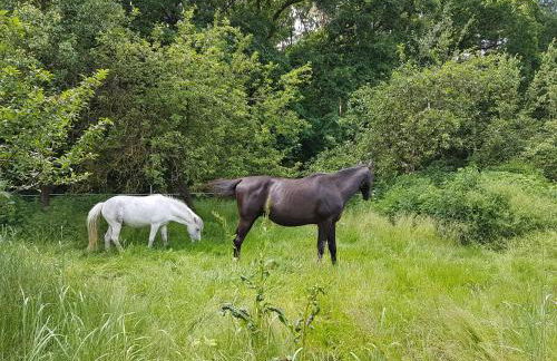 Doppelhaushälfte Ostwind vom Naturhof Usedom - Foto 52