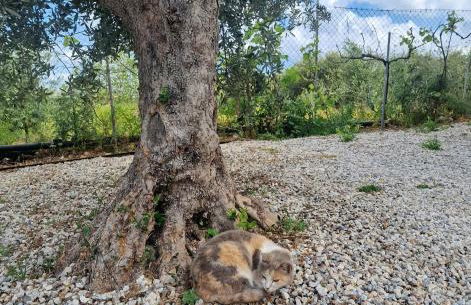 Olive Grove Apartment - Photo 36