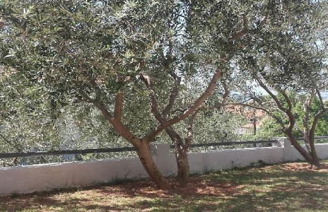 Apartments Smilje & Maslina - Foto 52