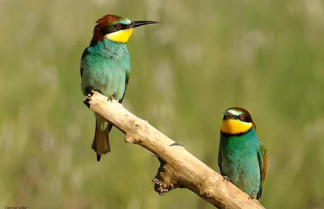 Bed & Breakfast Cortebella - Foto 36