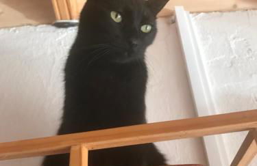 Finca Casa Madera 1 - Foto 24