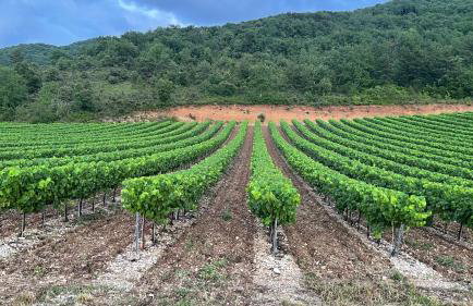 Gite les Oliviers - Le Domaine du Viticulteur - St Maurice d Ibie - Foto 43
