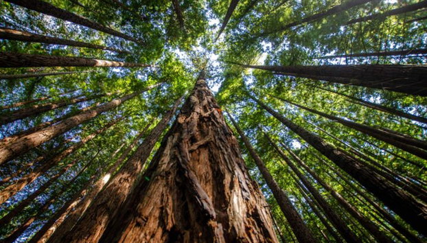 Santander: El Capricho di Gaudí, Santillana e il bosco di sequoie - Foto 5