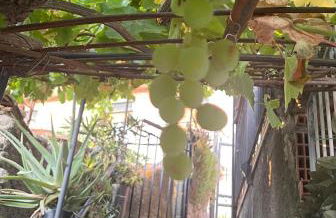 THE SECRET GARDEN - Foto 52