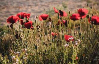 Meraki Homestay Kanali - Foto 40