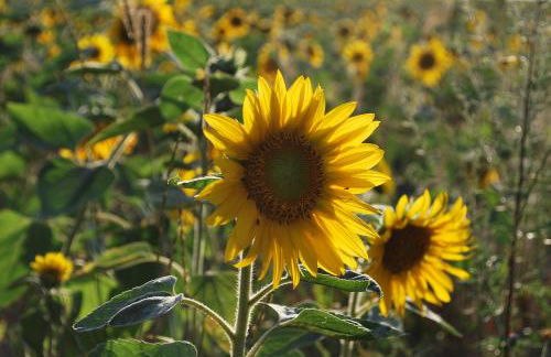 Kulturfreizeiten Ferienwohnungen - Photo 41