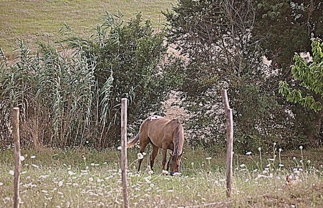 Agriturismo Yes Boss - Foto 25