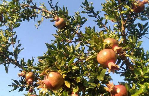 Pomegranate Seaside Corner - Foto 1