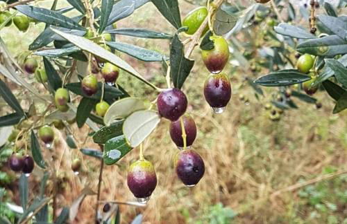 Il Casalino - Nido nel Chianti - Foto 8