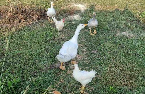 Agroktima Arta - Farm Stay - Foto 15