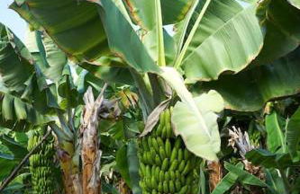 The Tortuga Banana House - Foto 16