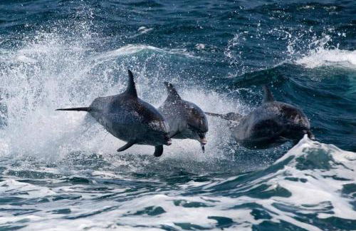 Sea Forever townhouse private beach, monthly disc - Foto 19