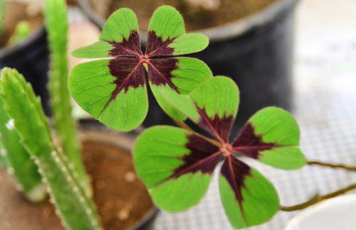 Casa dos trevos - Foto 8