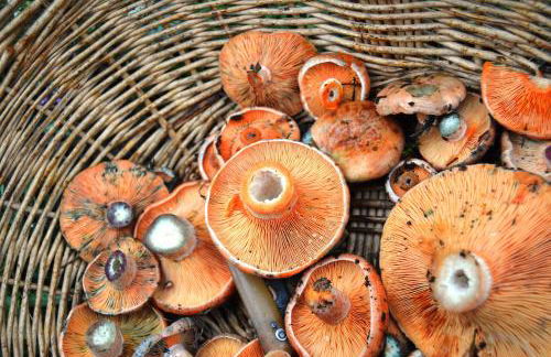 Casa Torellola - Foto 46