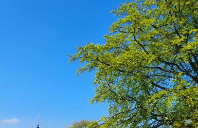 West Park Annex - Central Wolverhampton - Foto 45