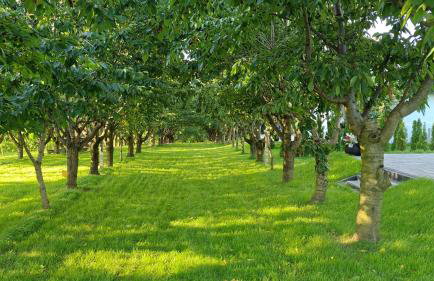 Domki w Winnicy - Świętokrzyska Winnica Knapów - Foto 53