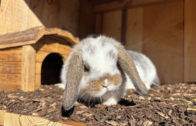 Mariengut - Aparthotel Kramer - Foto 77