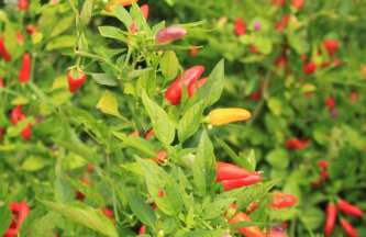Apartments by the sea Milna, Vis - 8917 - Photo 16
