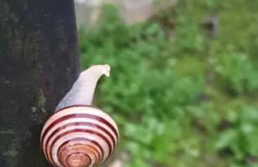 Casolare Puccini - Foto 16