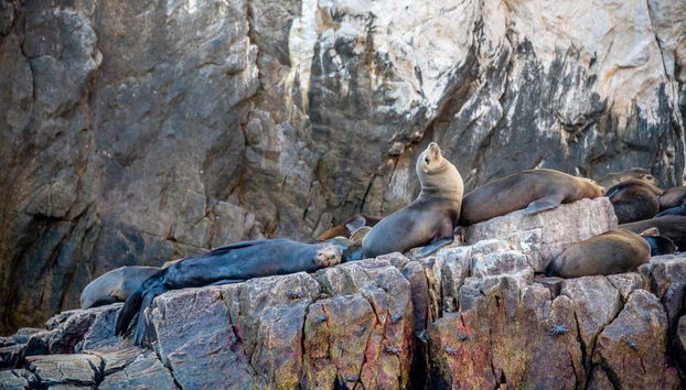 A vida animal na ilha Espírito Santo
