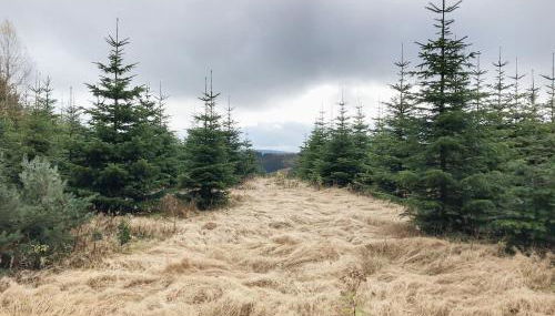 Ferienhaus Zur Bergeshöhe - Foto 5