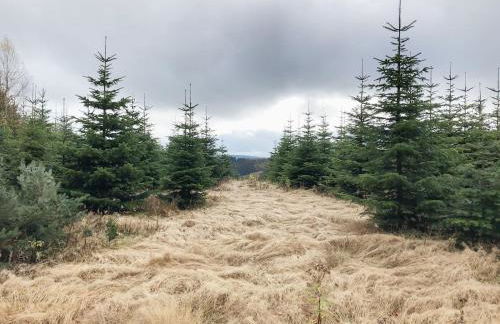 Ferienhaus Zur Bergeshöhe - Foto 5