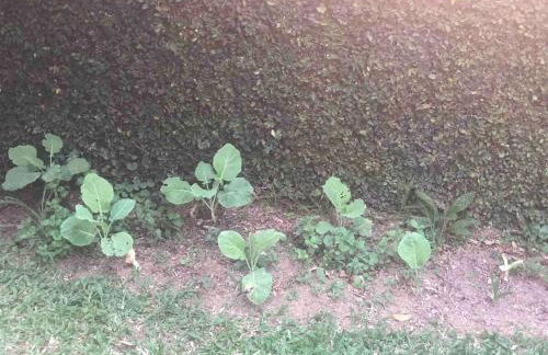 Relaxing cottage in Teresópolis, Comary farm - Foto 53