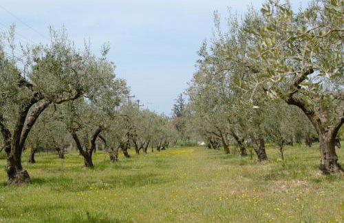 Olive mare Holidays - Foto 46