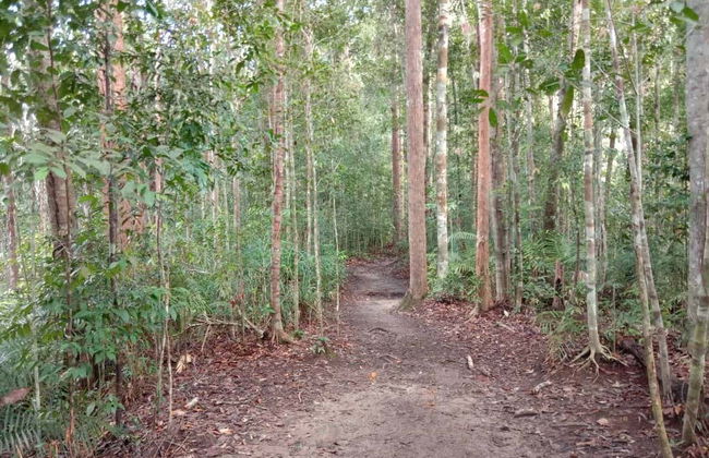 Excursion dans la jungle Taman Negara - Photo 2