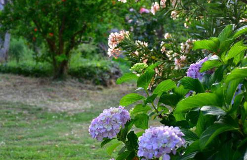 Mirsini Apartments - Foto 53